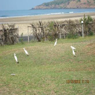 Rejuvenate Yourself At This Camping Site On Sea Shore!!, Ratnagiri 5